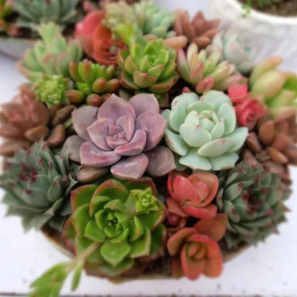 Using Succulents to Elevate Your Home Decor