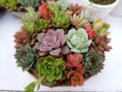 Using Succulents to Elevate Your Home Decor