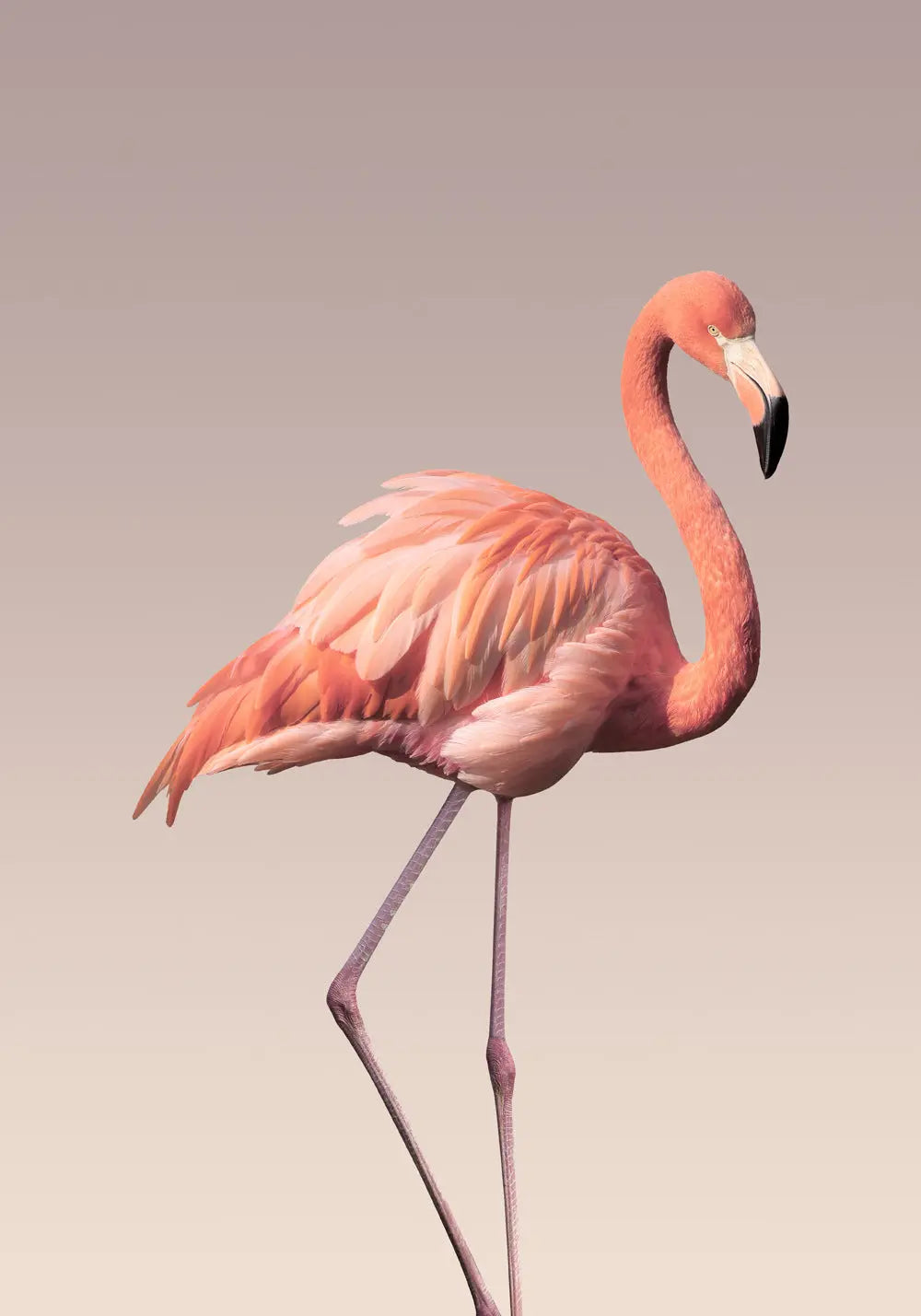 Pink Flamingo Frameless Wall Art Canvas Oil Print Decordovia